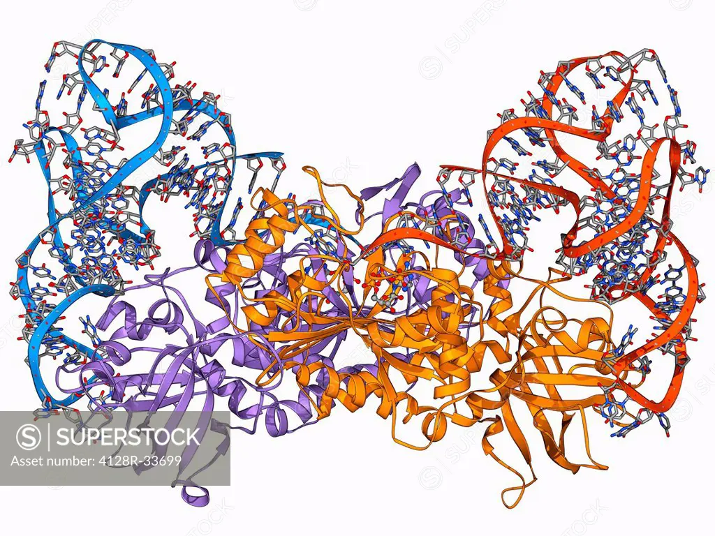 Aspartyl-tRNA synthetase protein molecule. Molecular model showing bacterial aspartyl-tRNA synthetase complexed with aspartyl tRNA (transfer ribonucle...