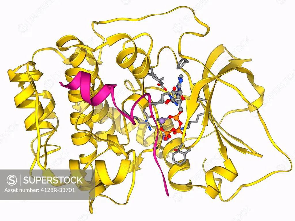 cAMP-dependent protein kinase. Molecular model of cAMP-dependent protein kinase complexed with a peptide inhibitor and ATP (adenosine triphosphate). T...