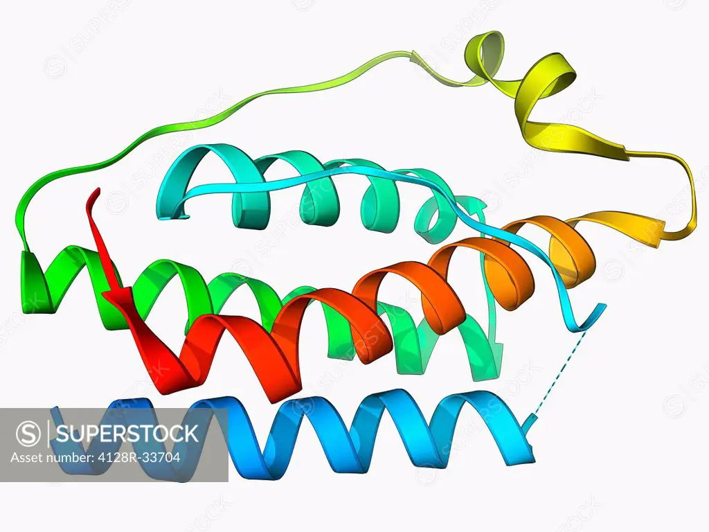 Leptin molecule. Molecular model of the human hormone leptin. Leptin is a protein produced by adipose (fat) tissue. It interacts with receptors in the...