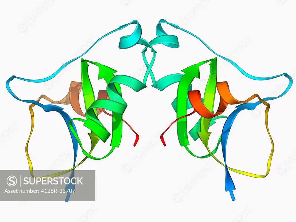 Scorpion toxin. Molecular model of the neurotoxin BJXTR-IT from the Hottentotta judaicus scorpion. This toxin functions by modulating sodium channels.