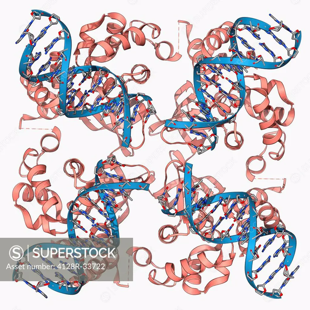 E. coli Holliday junction complex. Molecular model of a RuvA protein (red) in complex with a Holliday junction between homologous strands of DNA (deox...