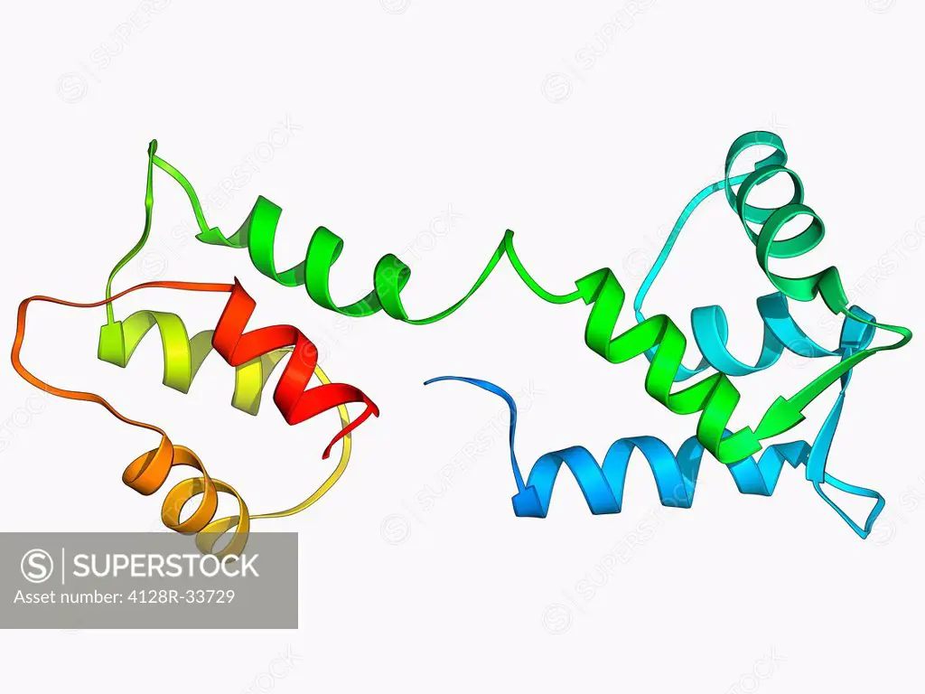 Calcium-binding protein. Molecule model of the calcium-binding protein calmodulin (CaM). This protein is found in all eukaryotic cells, where it regul...