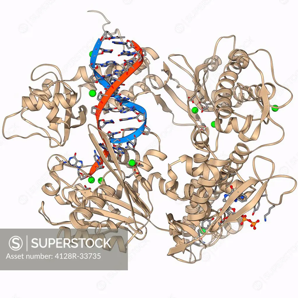 DNA clamp complexed with DNA molecule. Molecular model showing a sliding DNA (deoxyribonucleic acid) clamp (beige) complexed with a molecule of DNA (r...
