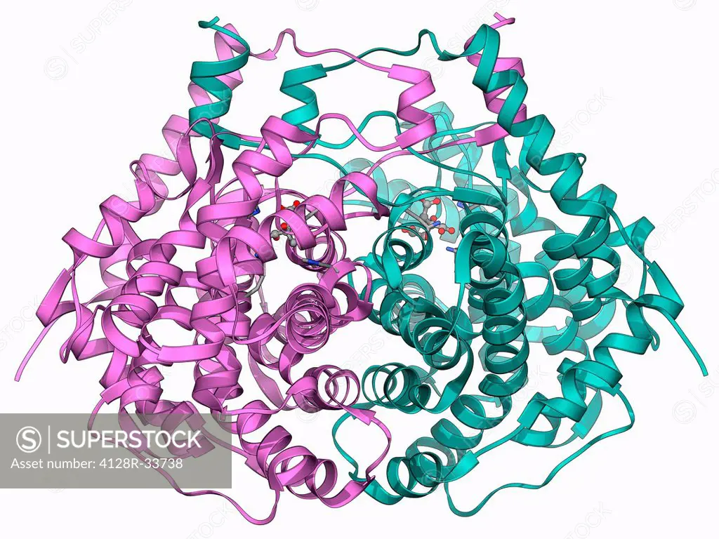 Citrate synthase, molecular model. This enzyme is involved in the first step of the citric acid (or Krebs) cycle, the process by which mitochondria co...