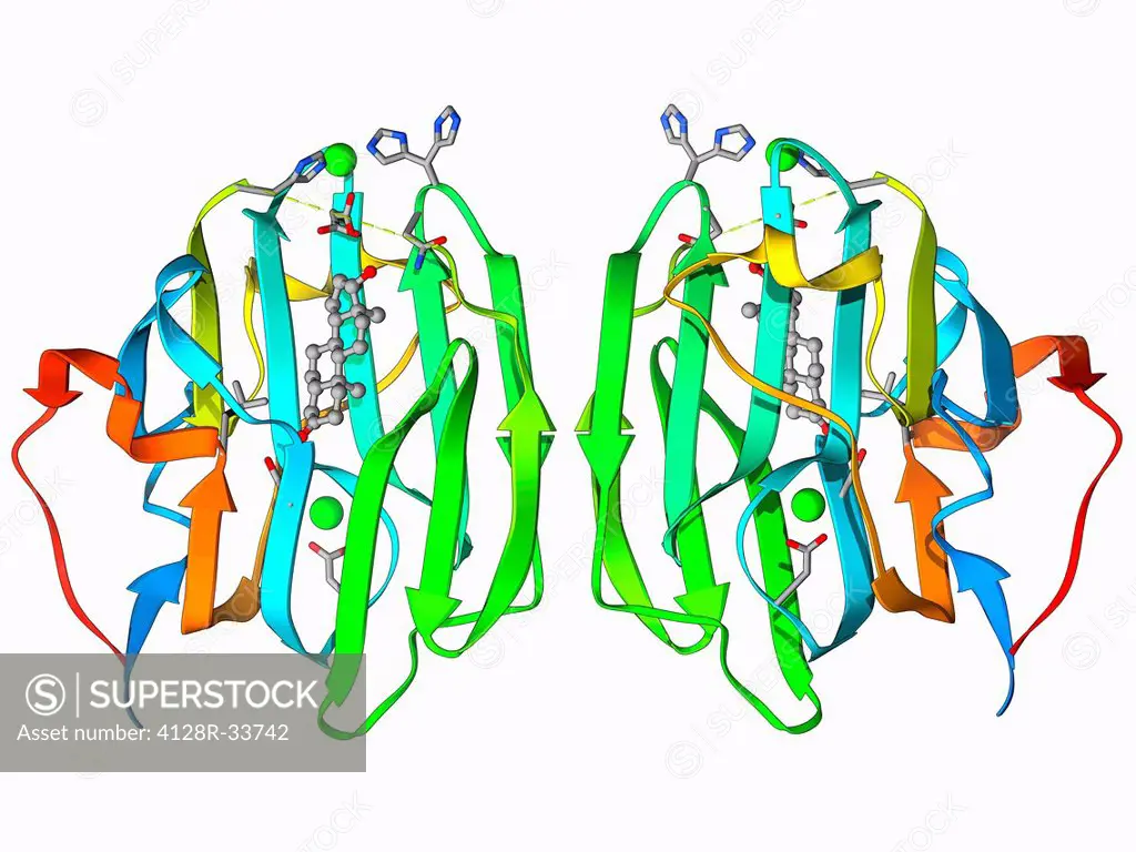 Sex hormone-binding globulin. Molecular model of the sex hormone-binding globulin (SHBG) protein complexed with the male sex hormone dihydrotestostero...