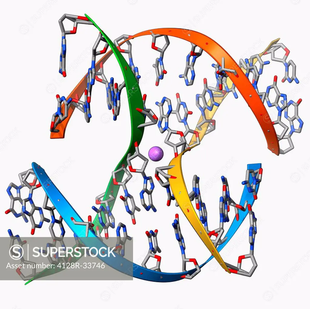 DNA Holliday junction. Molecular model of a Holliday junction (centre) between homologous strands of DNA (deoxyribonucleic acid). A Holliday junction ...