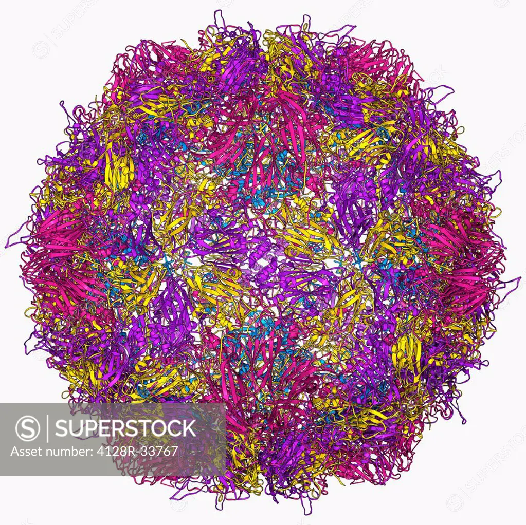 Poliovirus particle, molecular model.