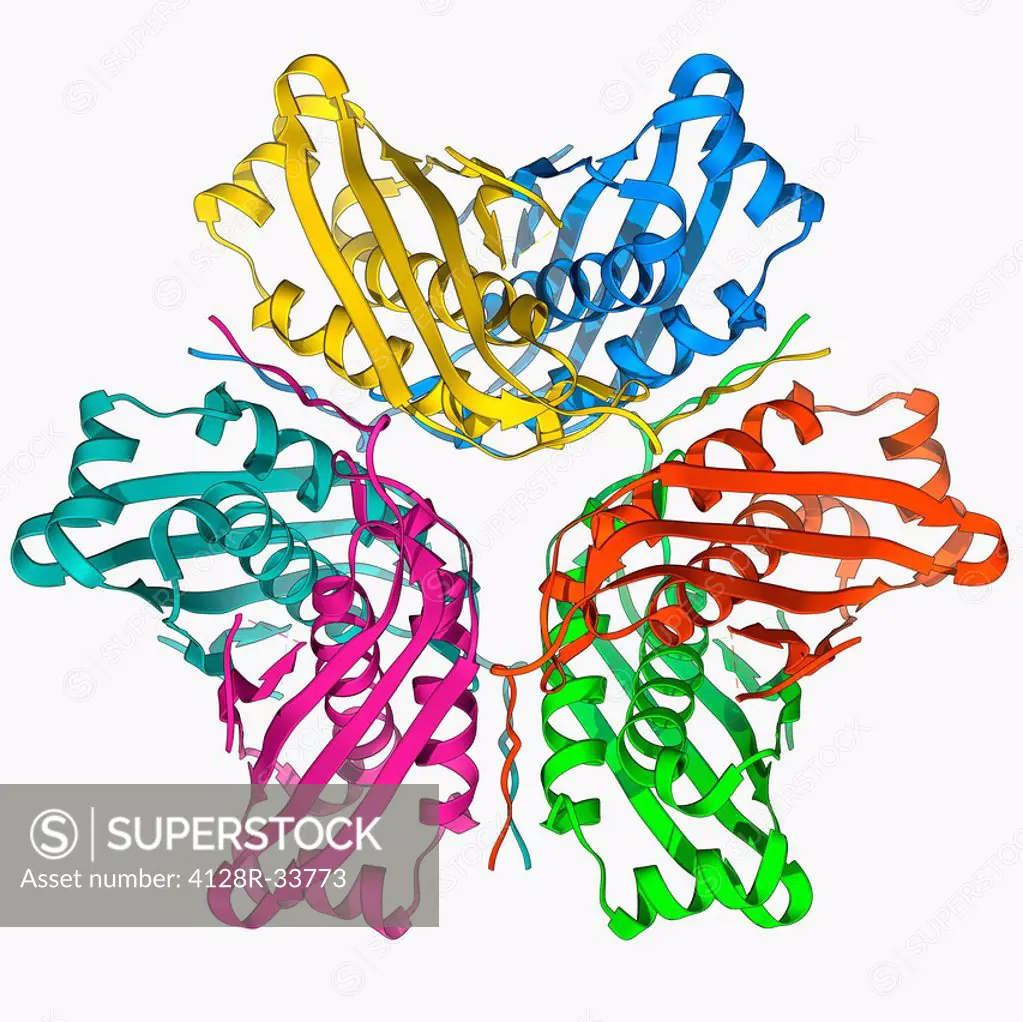 MoaC protein. Molecular model of the molybdenum cofactor biosynthesis protein MoaC. This enzyme is involved in carbon, nitrogen and sulphur metabolism...