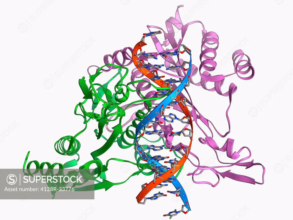 Restriction enzyme and DNA. Molecular model showing an EcoRI endonuclease enzyme (purple and green) bound to a DNA (deoxyribonucleic acid) molecule (r...