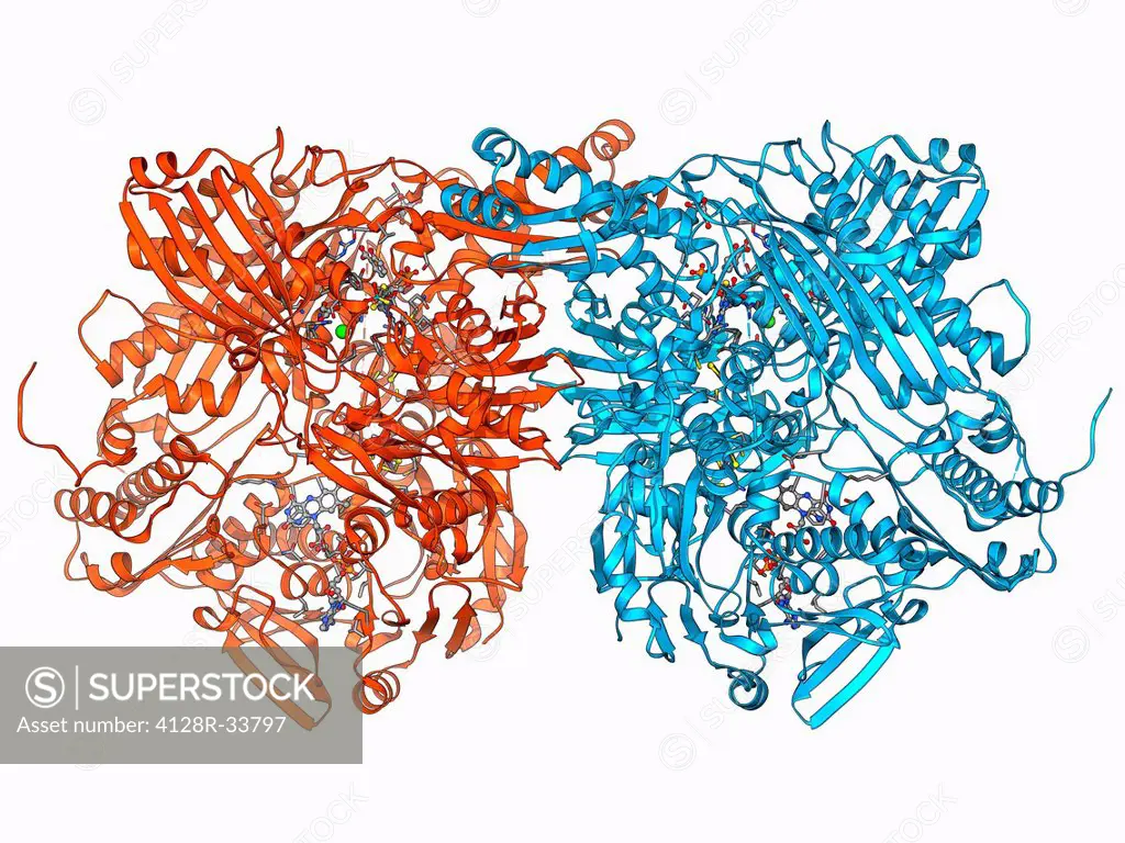 Xanthine dehydrogenase molecule. Molecular model of the Xanthine dehydrogenase (XDH) enzyme. XDH is an oxidoreductase enzyme that catalyses the last t...