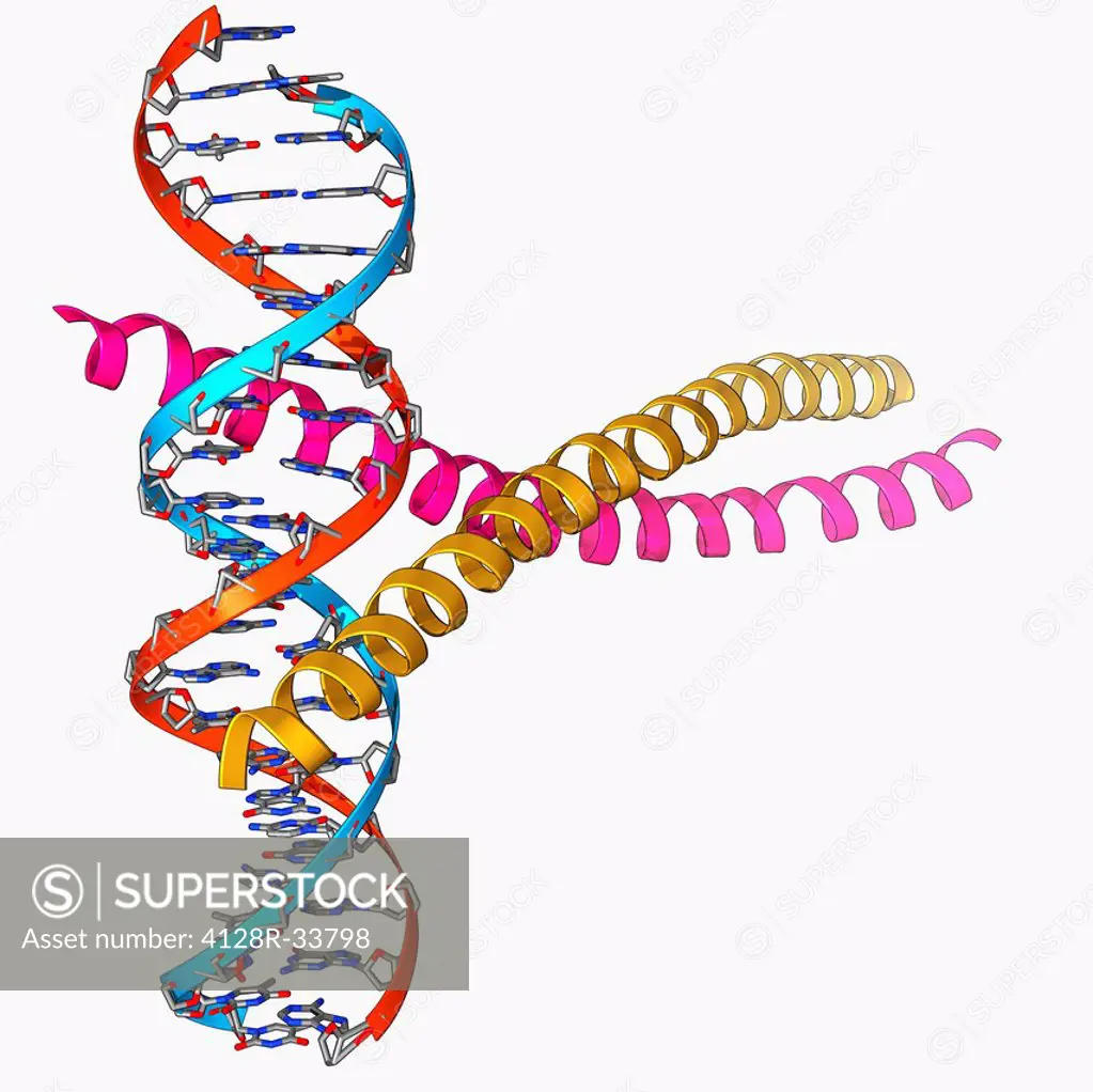 Transcription factor complexed with DNA. Molecular model showing the transcriptional factor c-fos c-jun (yellow and pink) bound to a strand of DNA (de...