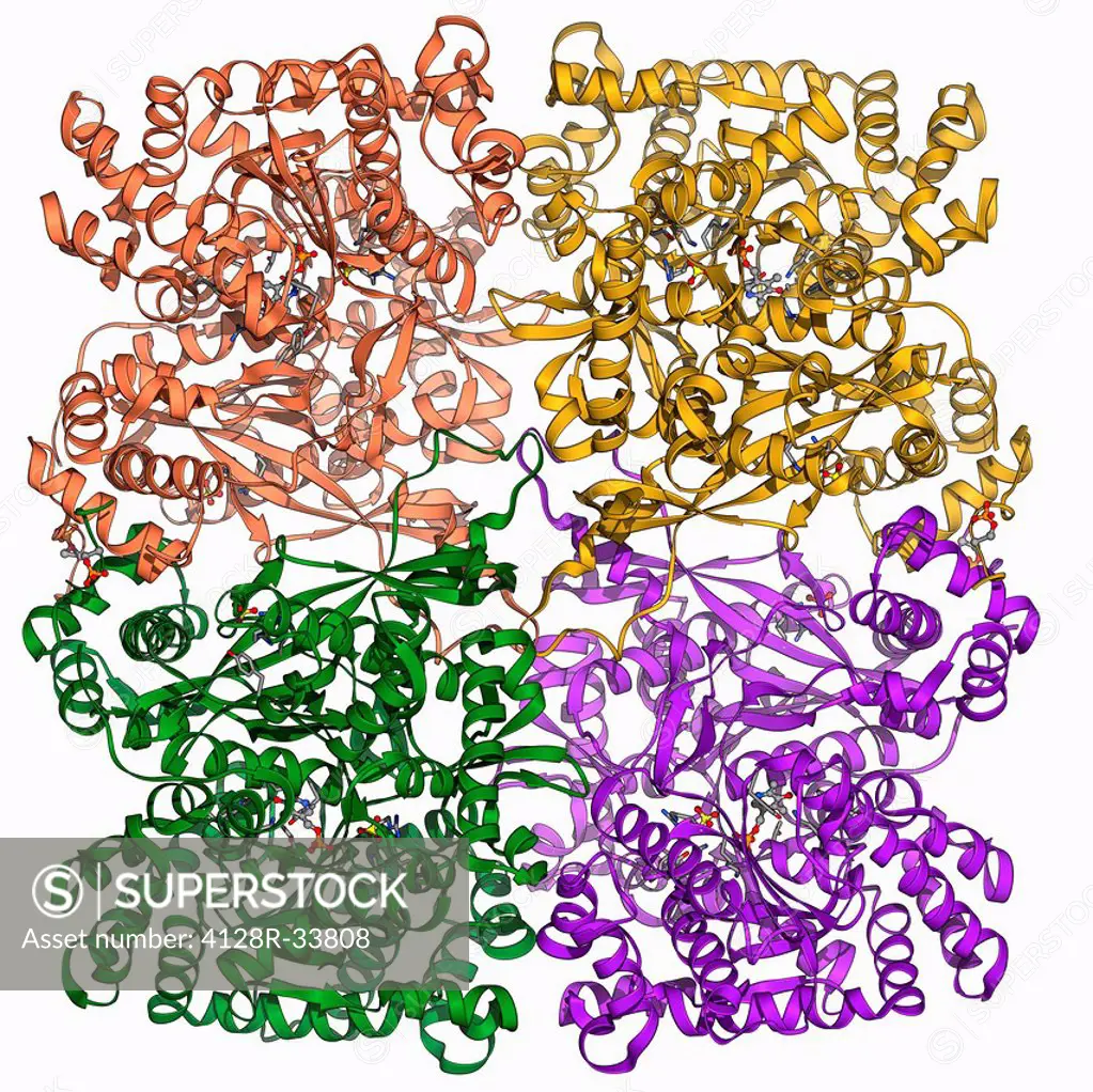 Glycogen phosphorylase, molecular model. This is an enzyme involved in breaking down glycogen, the energy storage molecule involved in animal metaboli...