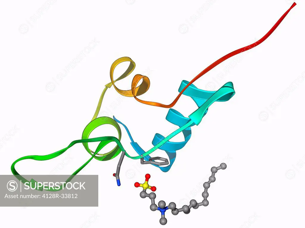 Insulin-like growth factor 1 (IGF-1), molecular model. IGFs are polypeptides that are similar in their molecular structure to insulin. IGF-1 is mainly...