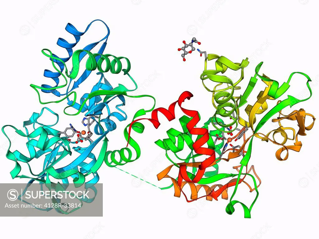 Serum transferrin, molecular model. Transferrins are iron-binding glycoproteins found in blood plasma.