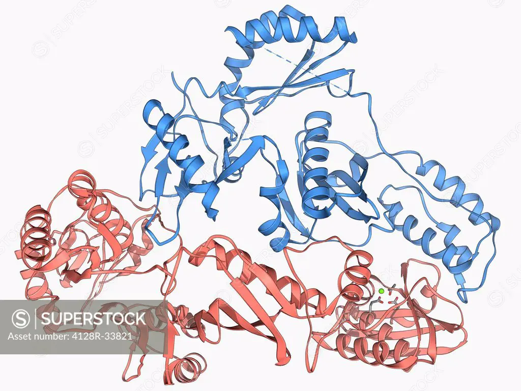 HIV reverse transcription enzyme. Molecular model of the reverse transcriptase enzyme found in HIV (the human immunodeficiency virus). Reverse transcr...