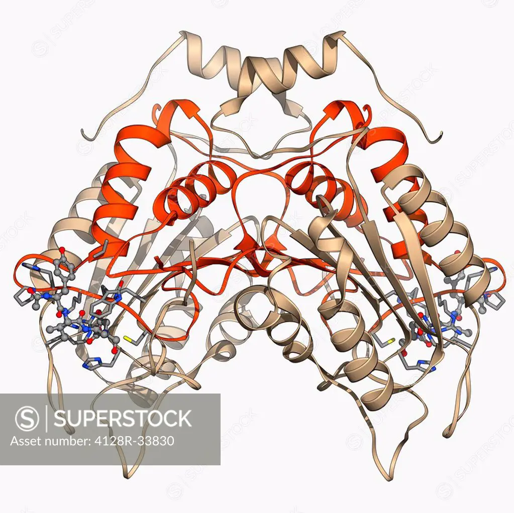 Interleukin-1 beta, molecular model. This cytokine immune protein is an important mediator of the inflammatory response.
