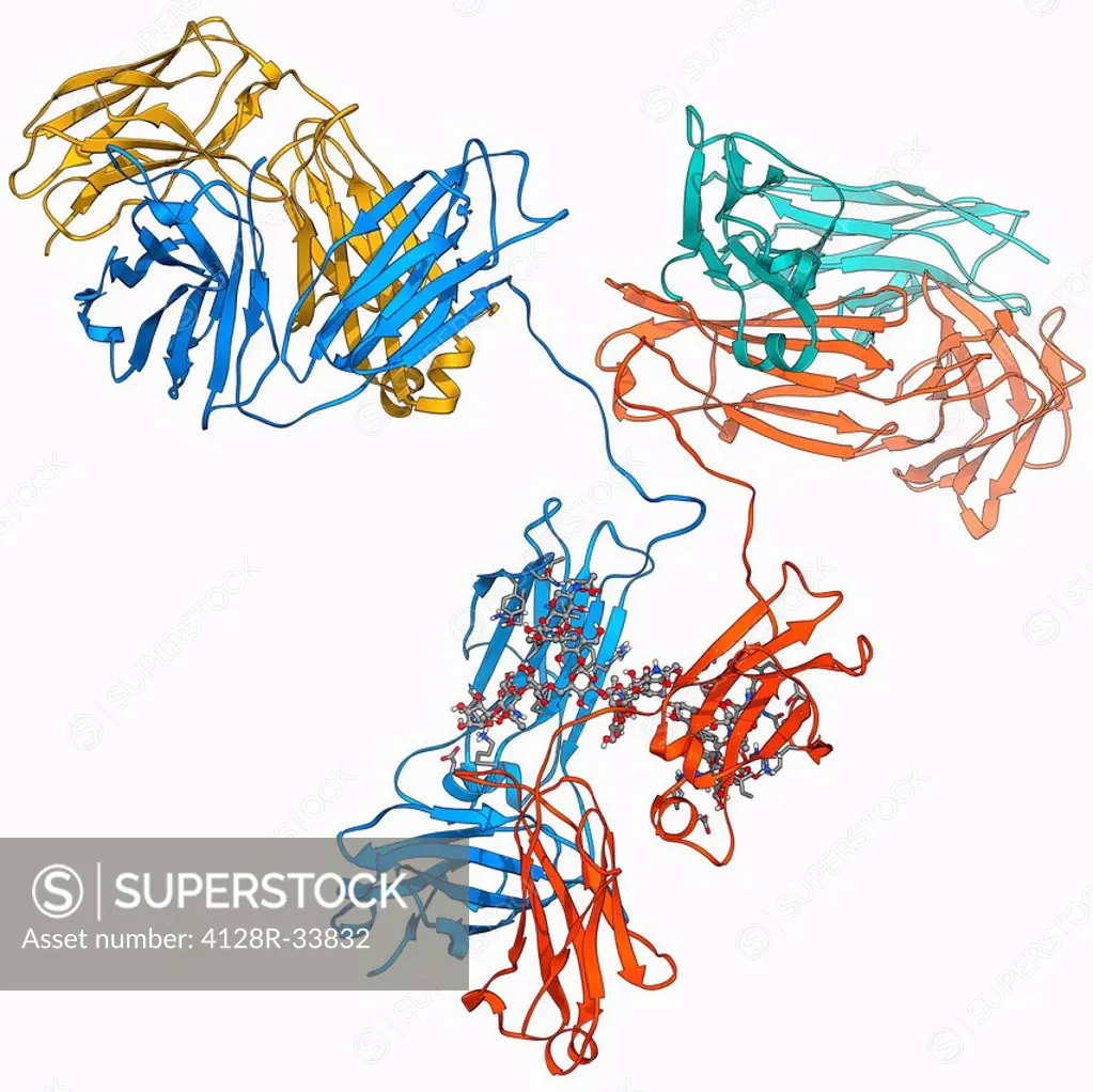 Immunoglobulin G (IgG) antibody, molecular model. This is the most abundant immunoglobulin and is found in all body fluids. Each Y-shaped molecule has...