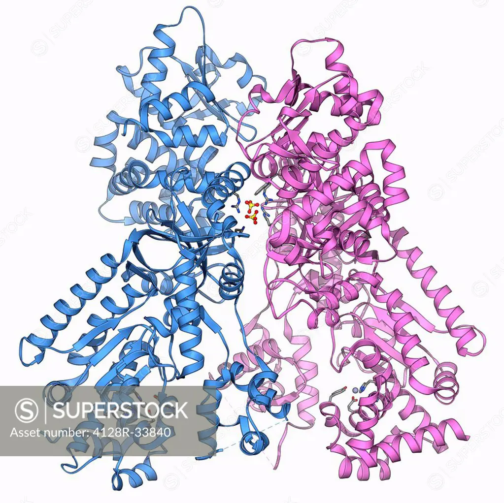 Anthrax lethal factor, molecular model. This enzyme is one of three protein components that form the anthrax toxin produced by the bacterium Bacillus ...