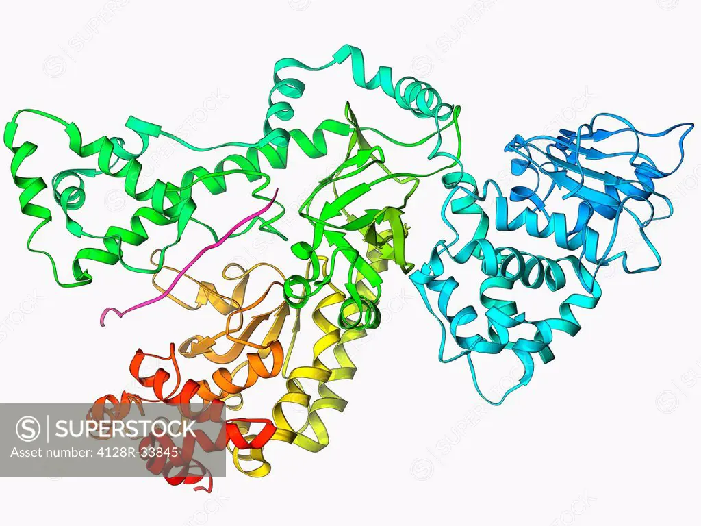 Anthrax lethal factor, molecular model. This enzyme is one of three protein components that form the anthrax toxin produced by the bacterium Bacillus ...