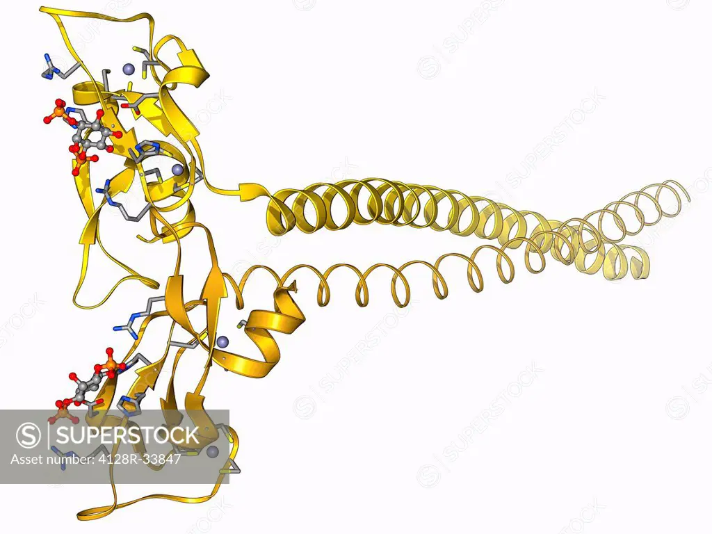 Early endosome antigen 1 (EEA1), molecular model. This protein is involved in the fusion and sorting of endosomes (membrane-bound compartments used to...