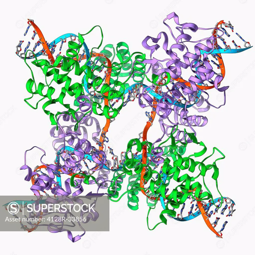 Enzyme catalysing DNA recombination. Molecular model of the enzyme CRE (cyclization recombination) recombinase (green and purple) mediating the recomb...