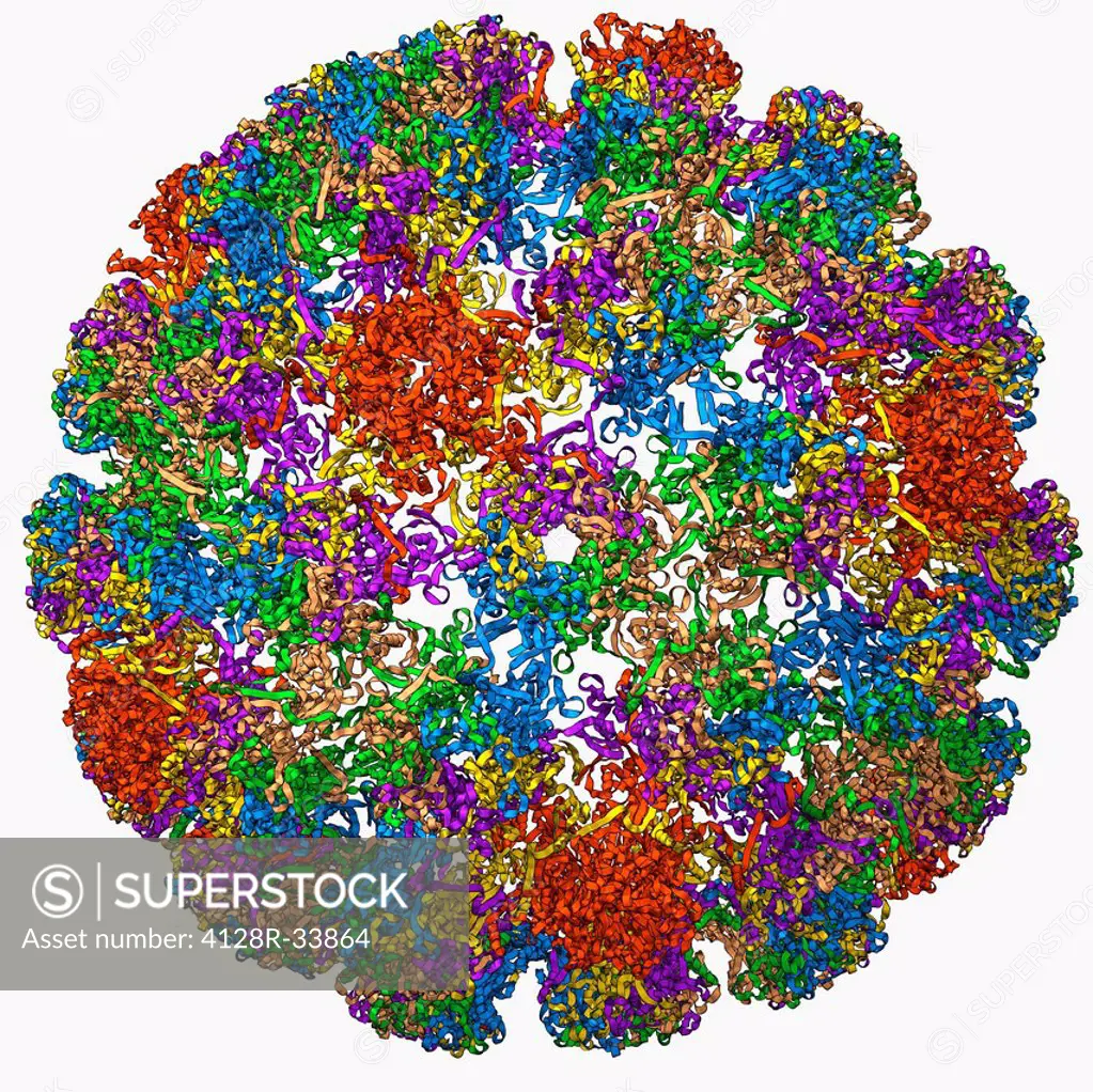 Human papilloma virus (HPV) capsid, molecular model. HPV is a sexually transmitted virus that causes warts on the skin or genitals, and in some women ...
