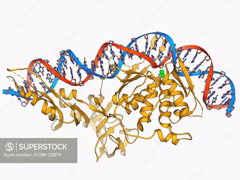 Endonuclease and DNA. Molecular model of an endonuclease restriction enzyme (yellow) bound to a molecule of DNA (deoxyribonucleic acid). Restriction e...