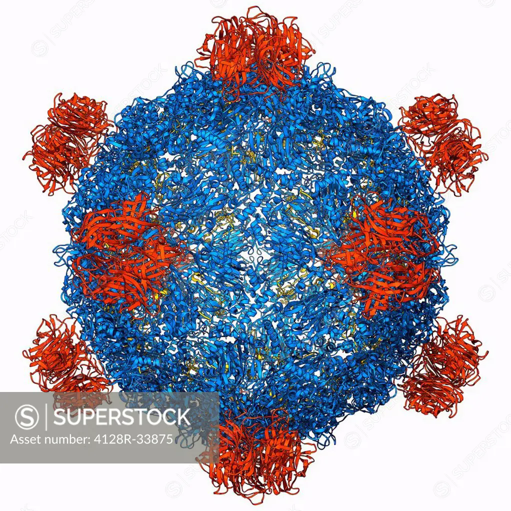 Bacteriophage alpha 3 capsid, molecular model. Bacteriophages are viruses that infect bacteria. Bacteriophage alpha 3 has a capsid consisting of 60 co...