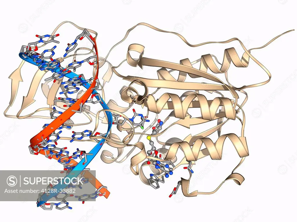 Methyltransferase and DNA. Molecular model of the enzyme HhaI methyltransferase (beige) complexed with a molecule of DNA (deoxyribonucleic acid, red a...