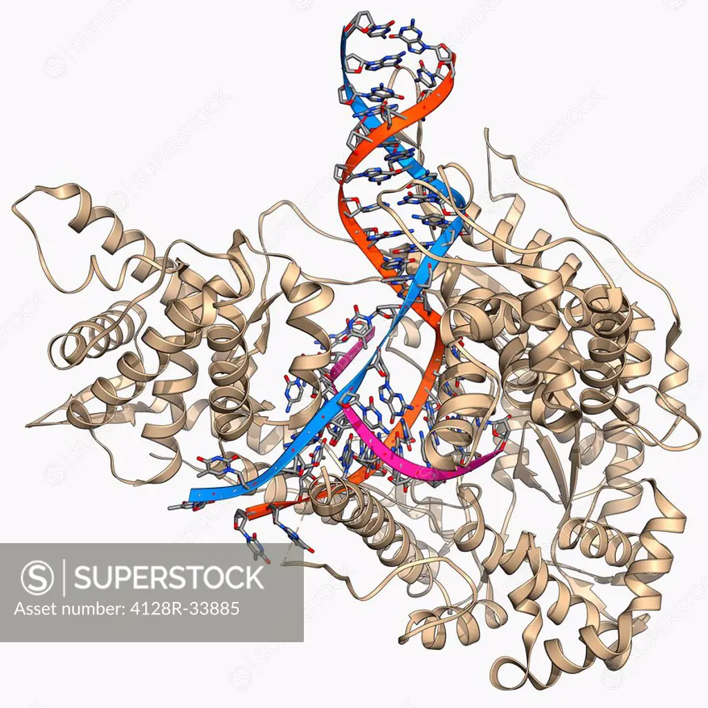 DNA transcription. Molecular model of the enzyme RNA polymerase II synthesising a mRNA (messenger ribonucleic acid) strand from a DNA (deoxyribonuclei...
