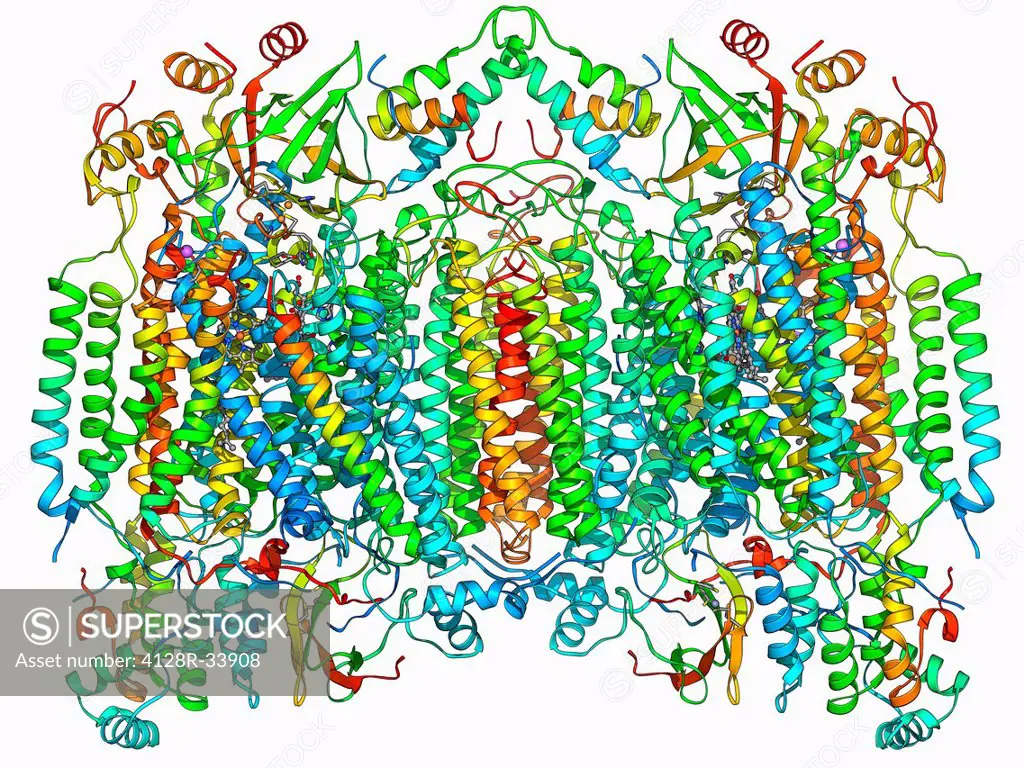 Cytochrome c oxidase. Molecular model of a cytochrome c oxidase enzyme from the mitochondria of a cow's heart. Cytochrome molecules perform oxidation ...