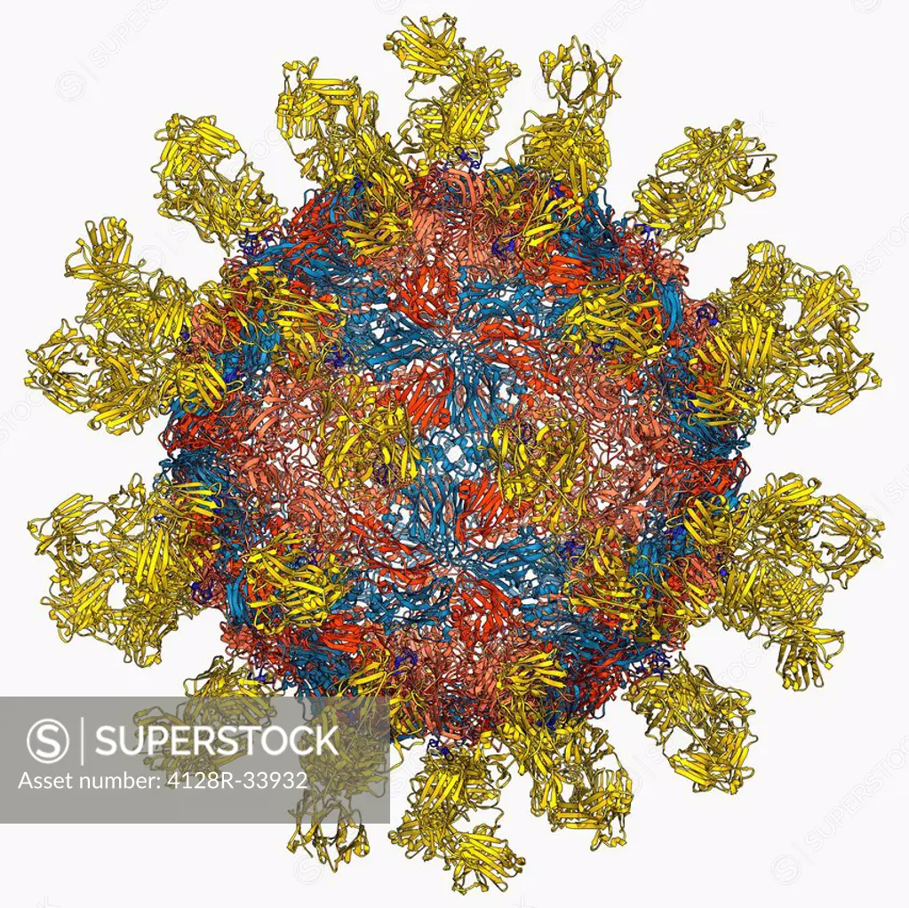 Foot-and-mouth disease virus. Molecular model of the foot-and-mouth disease (FMD) virus Aphtae epizooticae, with antibodies (immunoglobulins, yellow) ...