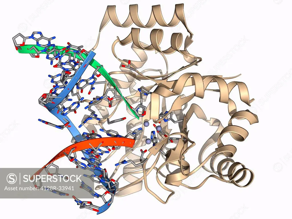 Endonuclease IV molecule. Molecular model of the endonuclease IV restriction enzyme EcoRV (beige) bound to a cleaved section of DNA (deoxyribonucleic ...