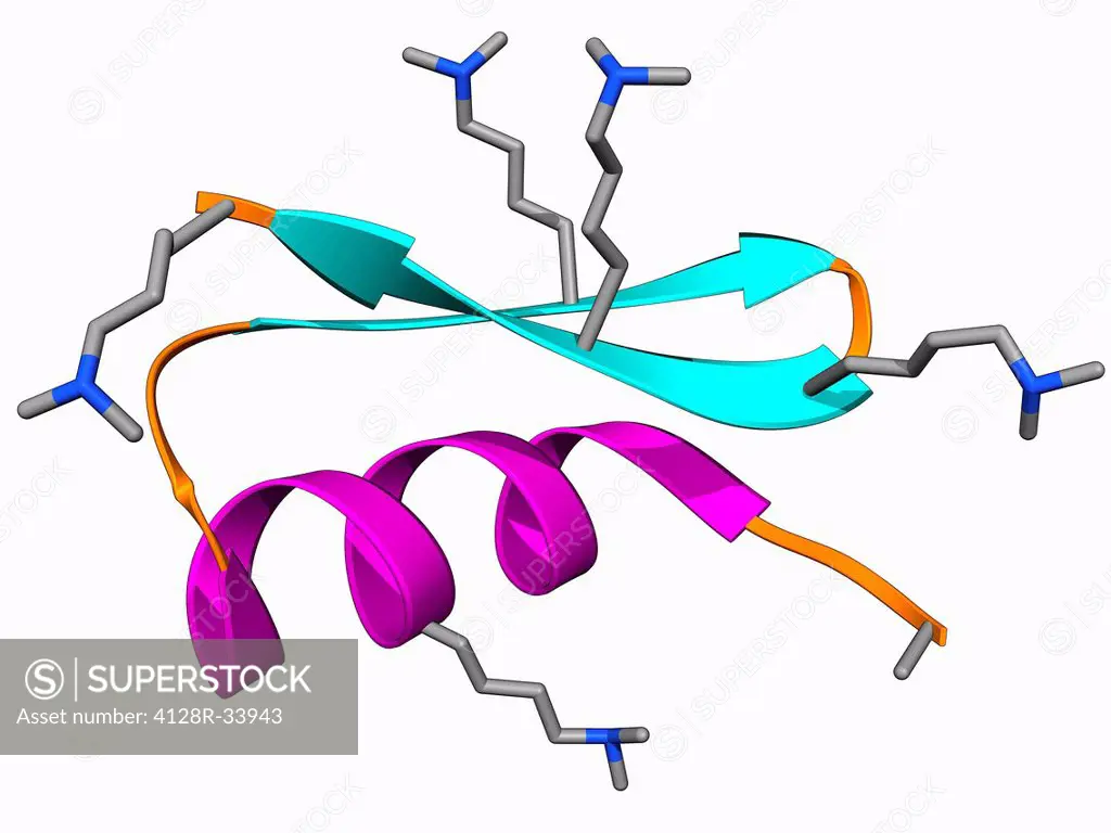Chinese scorpion toxin structure. Molecular model of the toxin BmBKTtx1, produced by the Chinese scorpion (Buthus martensi Karsch). It is a short-chai...