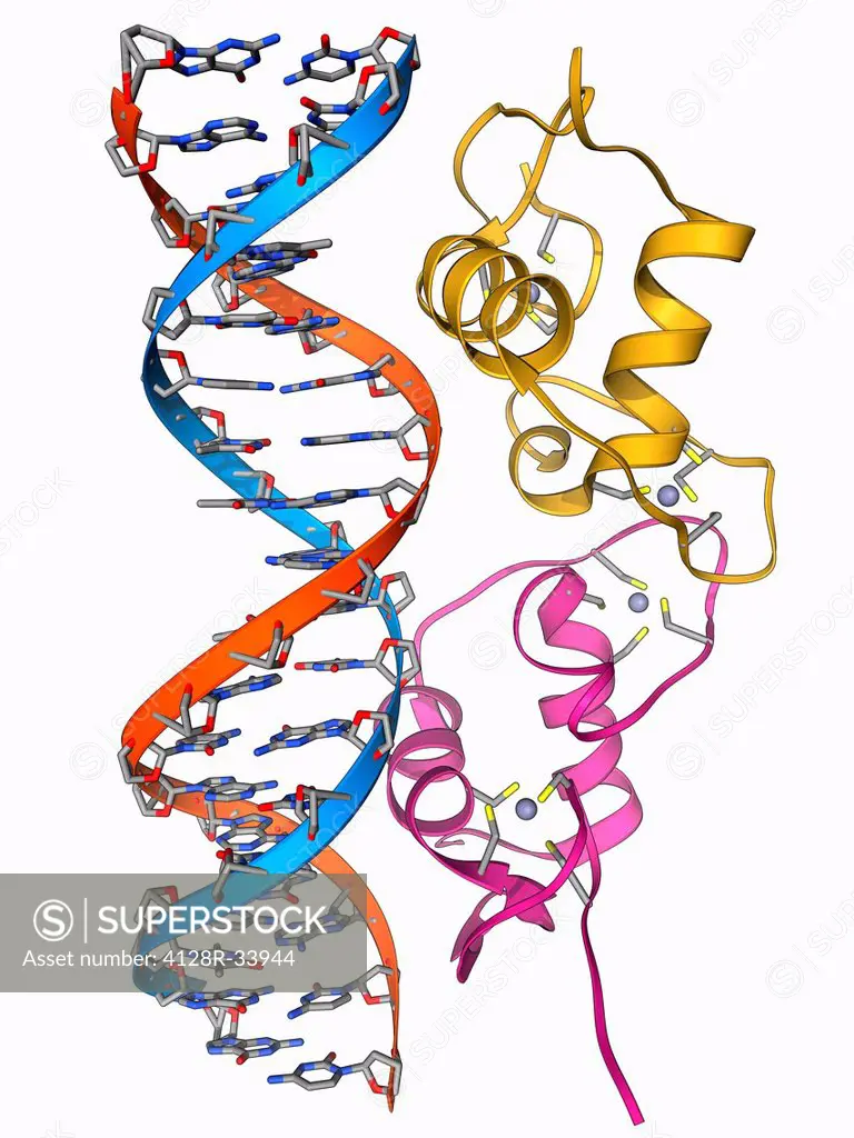 Androgen receptor. Molecular model of the DNA-binding region of an androgen receptor (pink and yellow) complexed with DNA (deoxyribonucleic acid, blue...