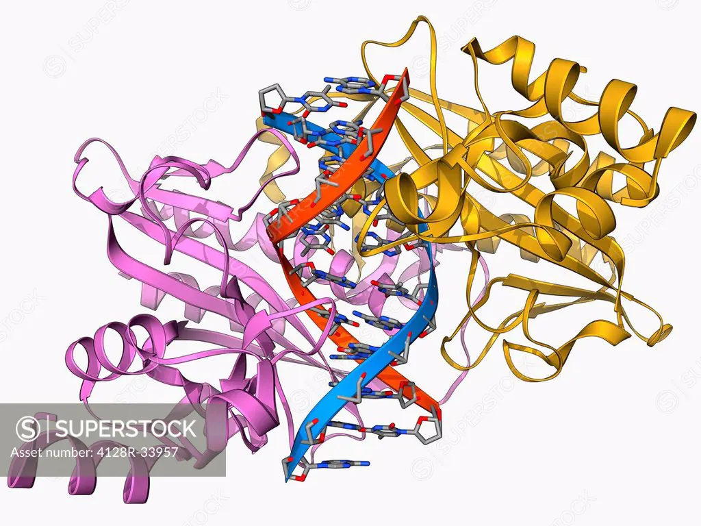 EcoRV restriction enzyme. Molecular model of the type II restriction enzyme EcoRV (pink and yellow) bound to a cleaved section of DNA (deoxyribonuclei...
