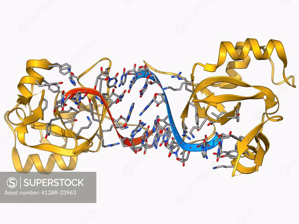 RNA-induced silencing complex (RISC), molecular model. This complex consists of a bacterial argonaute protein bound to a small interfering RNA (siRNA)...