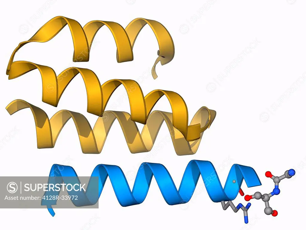 Type IV collagen, molecular model. Collagen is a long structural protein, formed from amino acids that make up polypeptide strands that twist around e...