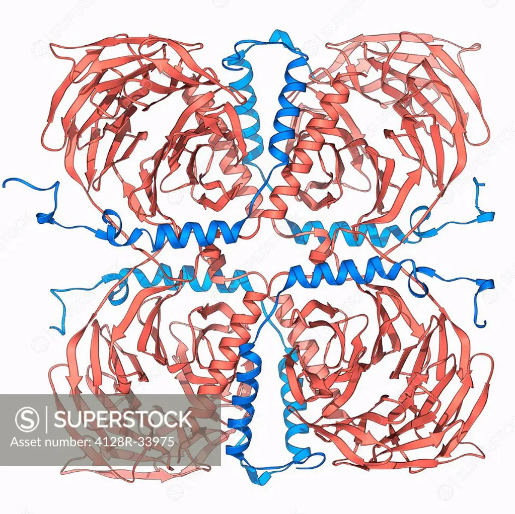 Transducin protein beta-gamma complex. Molecular model of the beta-gamma dimer of the heterotrimeric G protein transducin. This complex consists of tw...