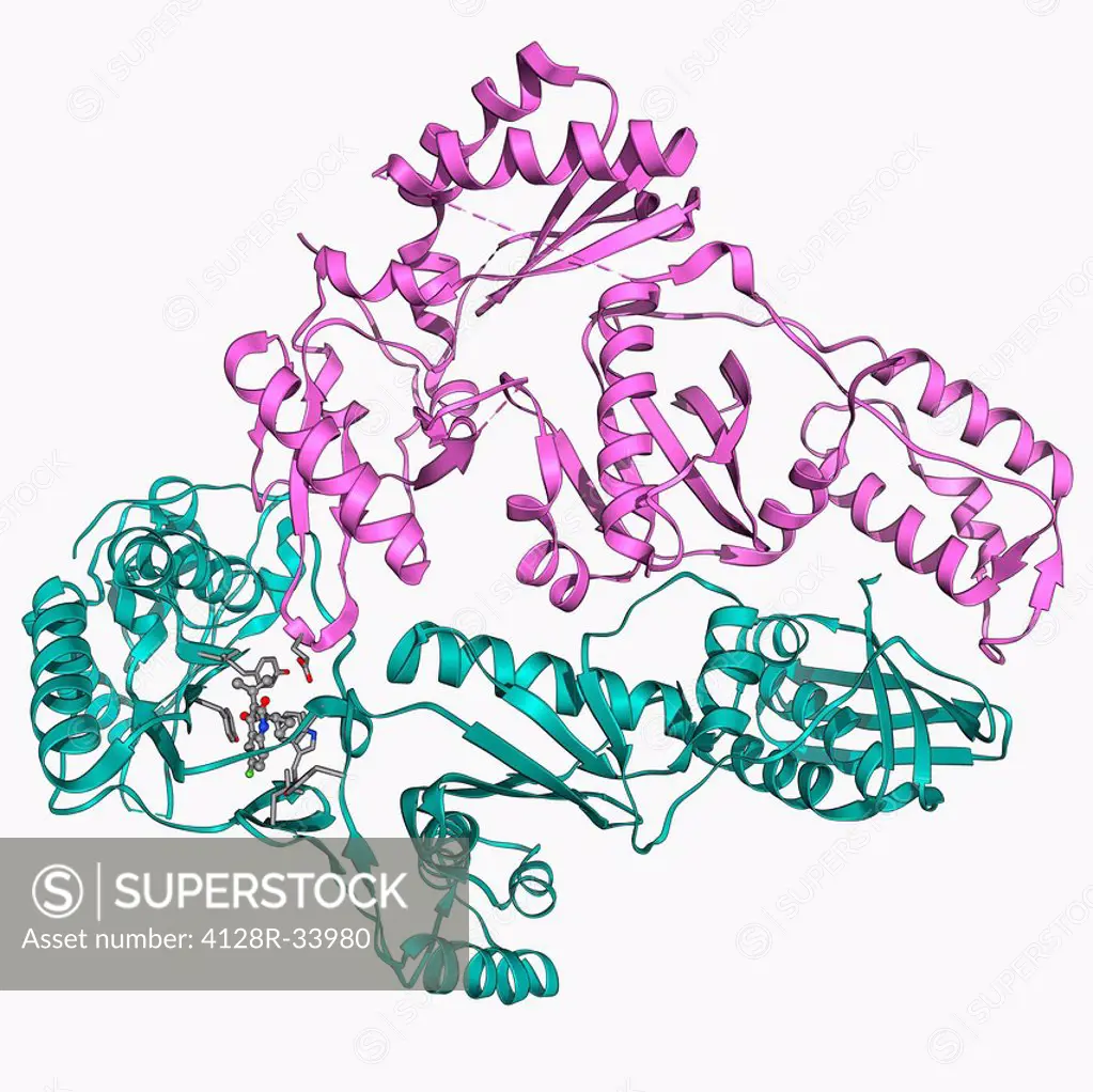 Reverse transcriptase and inhibitor. Molecular model of HIV reverse transcriptase complexed with a non-nucleoside reverse transcriptase inhibitor drug...