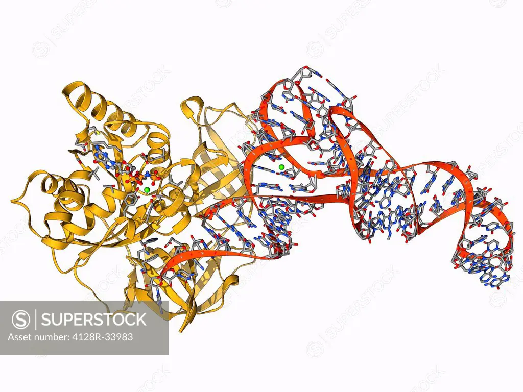 Elongation factor Tu bound to tRNA (transfer ribonucleic acid), molecular model. This enzyme is involved in the elongation of polypeptide chains durin...