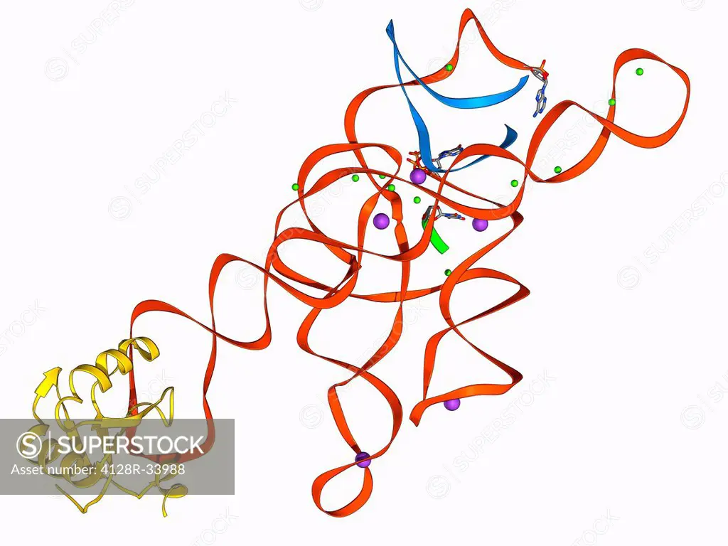 Self-splicing RNA intron, molecular model. Splicing is the process where a non-coding fragment (intron) of a strand of nucleic acid (DNA, deoxyribonuc...