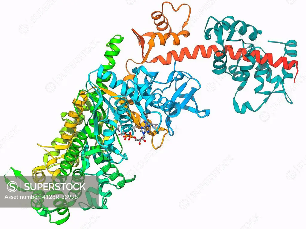 Molecular motor protein. Molecular model of a two-headed motor protein, Myosin V. Motor proteins convert chemical energy into mechanical movements in ...