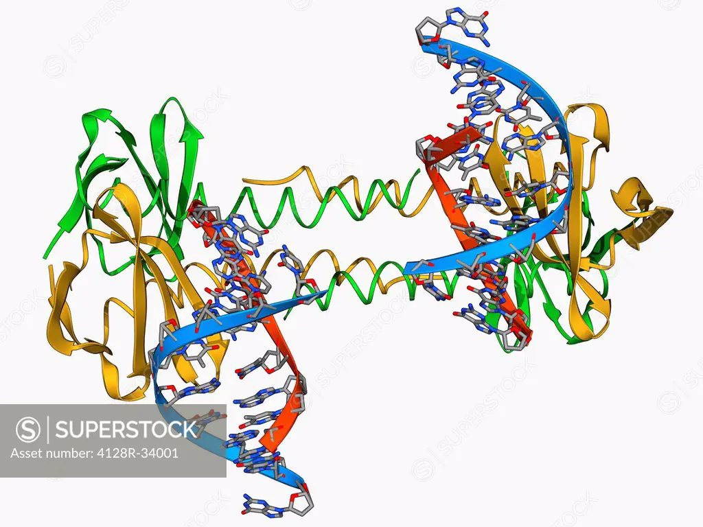 DNA binding protein. Molecular model of the recombinant protein S7dLZ bound to DNA (deoxyribonucleic acid) molecules. S7dLZ is made up of the DNA bind...