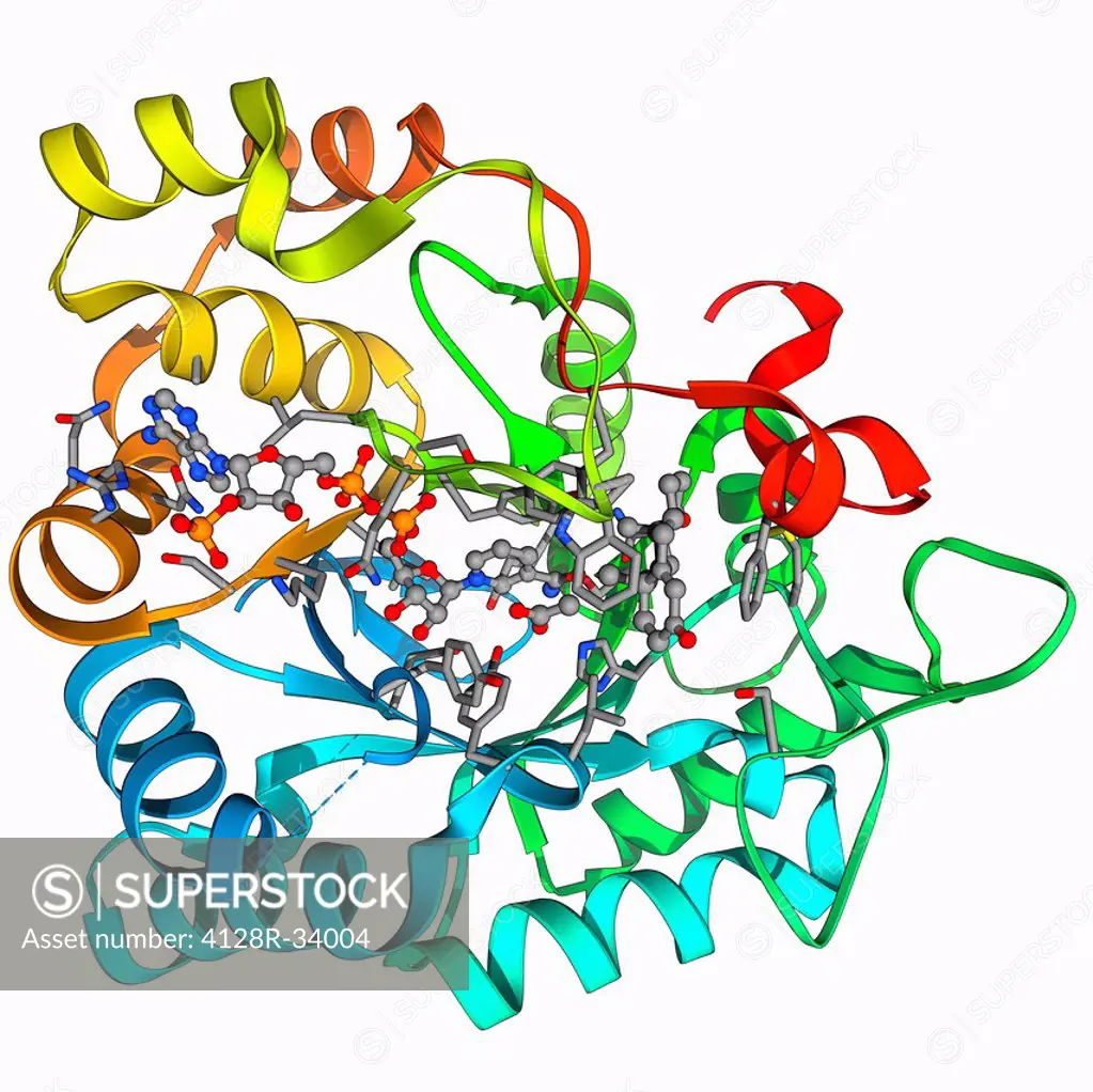 Hydroxysteroid dehydrogenase. Molecular model of the human type 5 hydroxysteroid dehydrogenase enzyme bound to a molecule of the steroid drug androste...