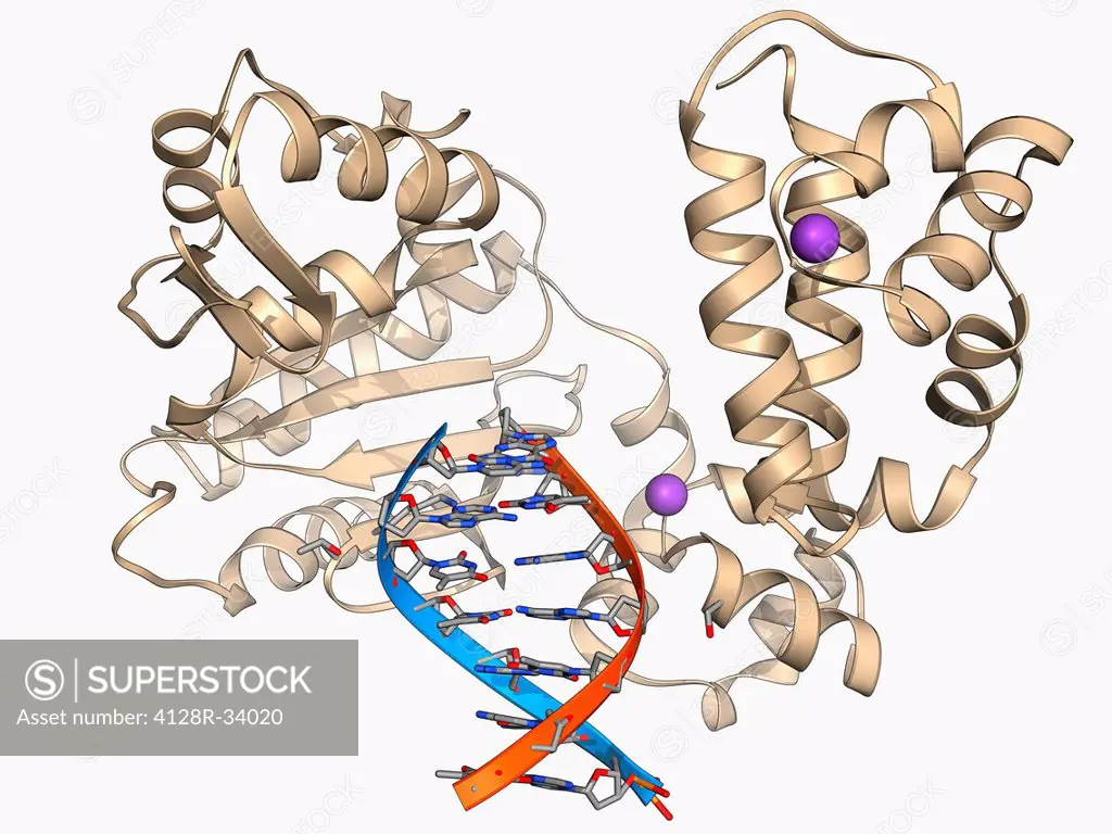 DNA polymerase with DNA. Molecular model of human DNA polymerase beta (beige) complexed with a molecule of DNA (deoxyribonucleic acid, red and blue). ...