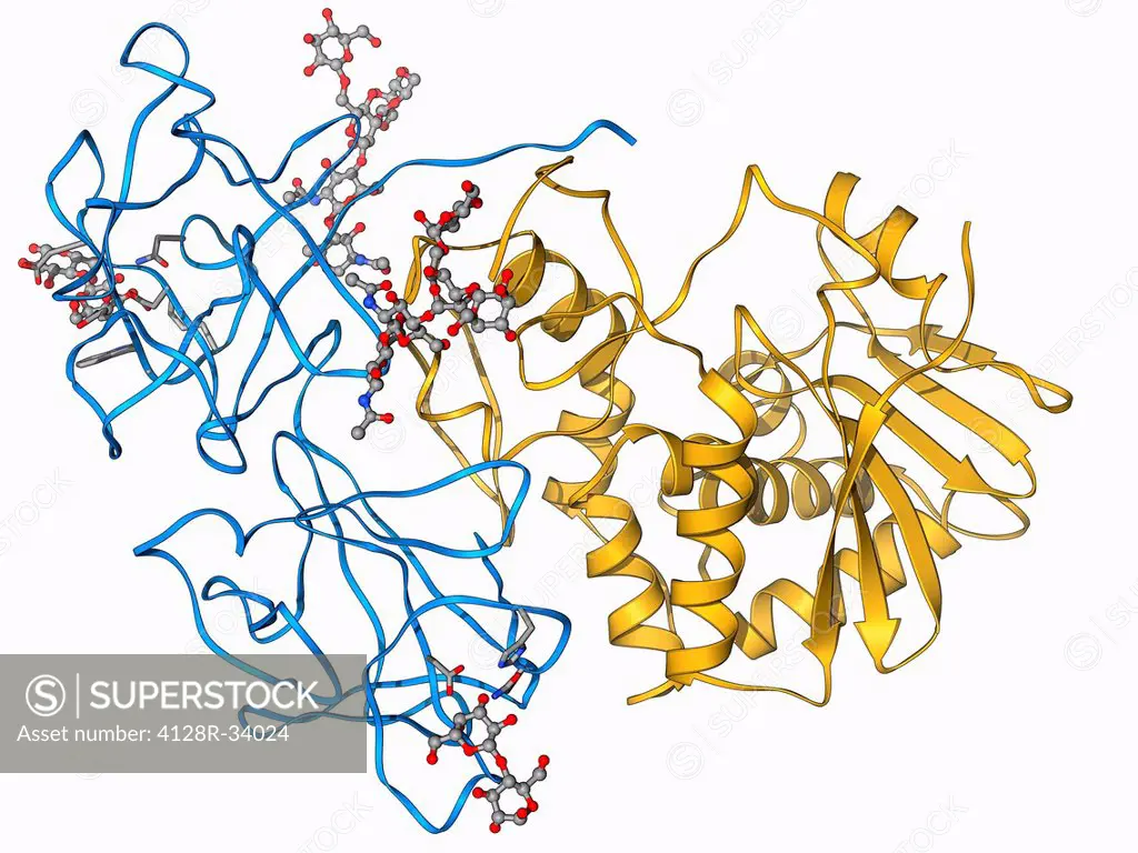 Ricin. Molecular model of the toxic protein ricin. It comprises two entwined amino acid chains, termed A and B. The A-chain is toxic, inhibiting prote...