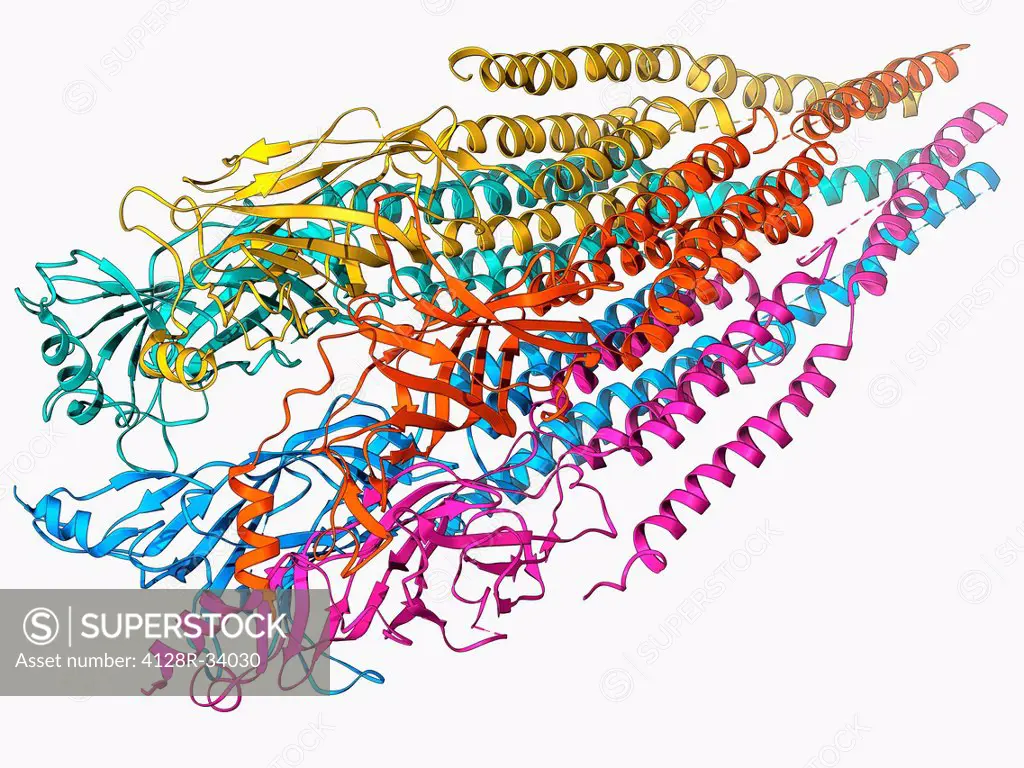 Acetylcholine receptor. Molecular model showing the structure of a nicotinic acetlycholine receptor. This receptor, for the neurotransmitter acetylcho...