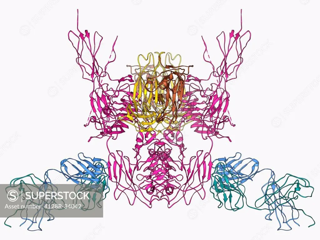 Insulin receptor, molecular model. The insulin receptor is a transmembrane protein, that is it spans the cellular membrane. The part of the receptor t...