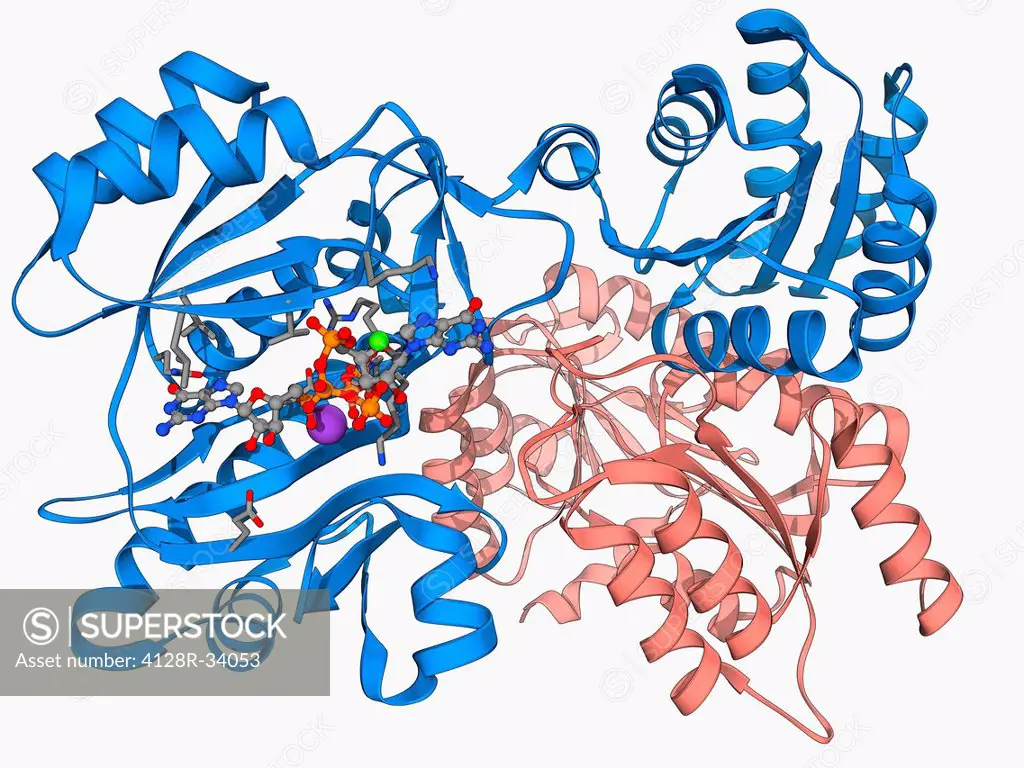 Succinyl-CoA synthetase bound to GTP, molecular model. Also known as succinyl coenzyme A synthetase (SCS), this enzyme catalyses the reversible reacti...
